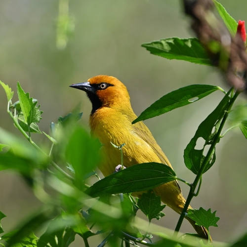 Spectacled Weaver (Ploceus ocularis), photo 9