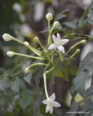 Millingtonia