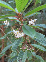 Saurauia