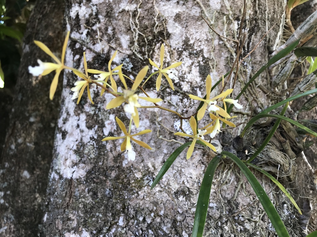 Encyclia linearifolioides