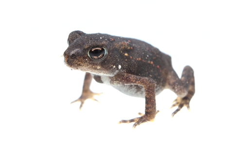 American Toad photographed in Ohio