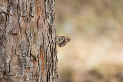 Argynnis sagana