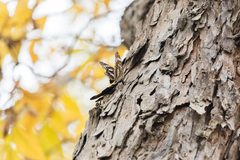 Argynnis sagana
