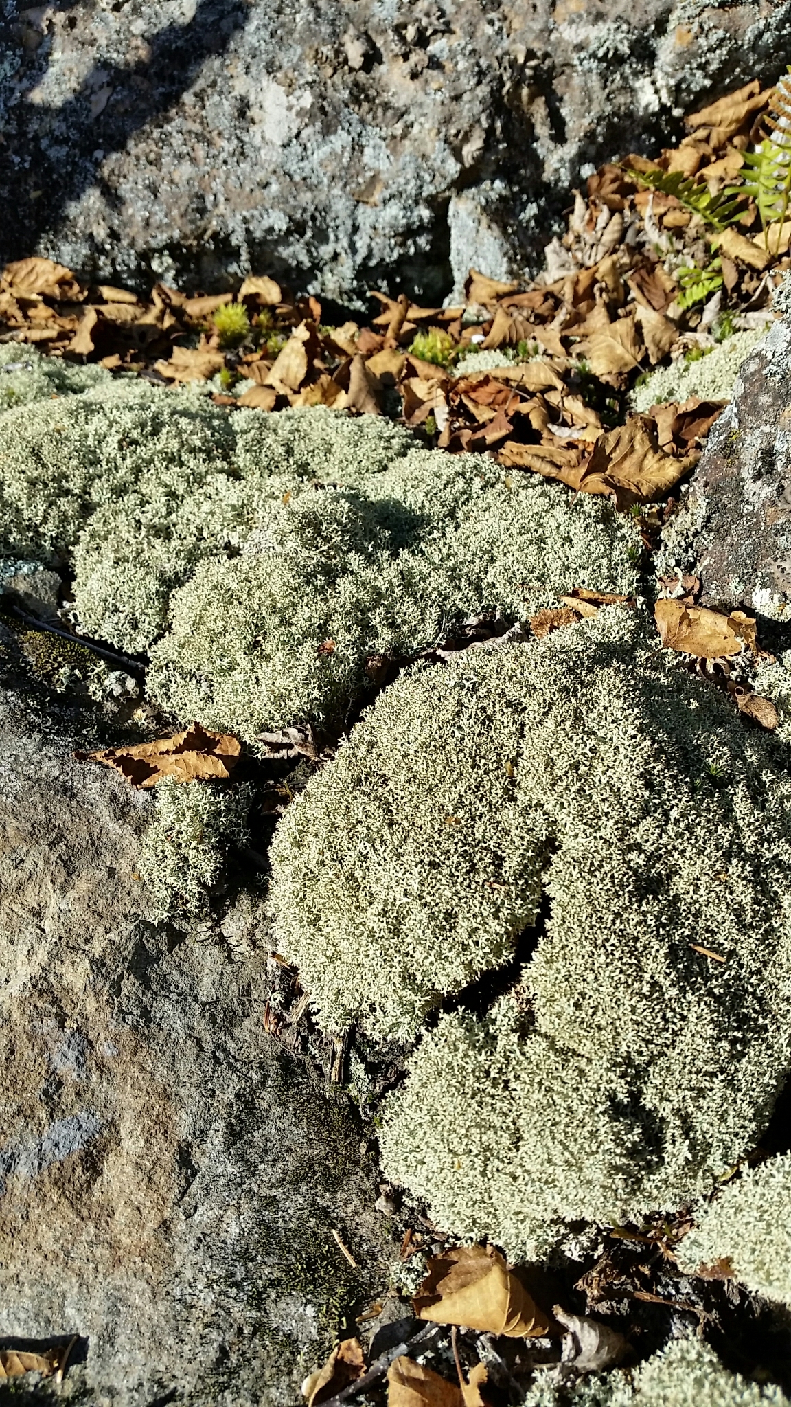 Cladoniaceae image