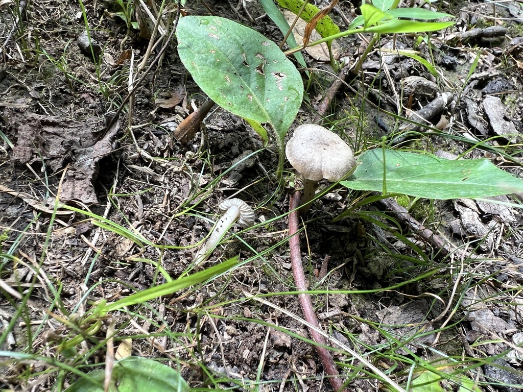 Camarophyllopsis sp. 'TN01'
