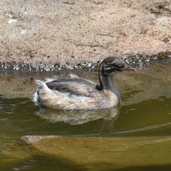 Tachybaptus ruficollis