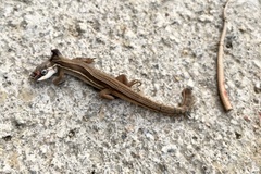 Takydromus wolteri