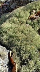 Cladonia amaurocraea