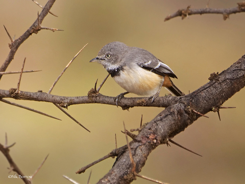 Banded Warbler