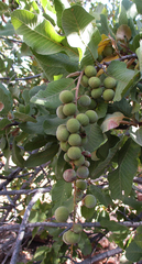 Pappea capensis image