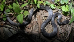 Pareas margaritophorus