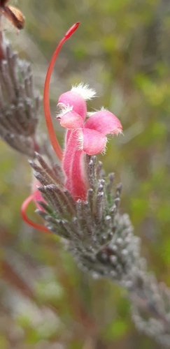 Adenanthos macropodianus (Adenanthos macropodianus)