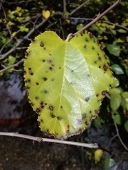 Cercospora moricola