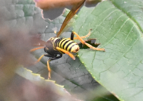Figwort sawfly, Meppel, Nederland, photo 9 of 10