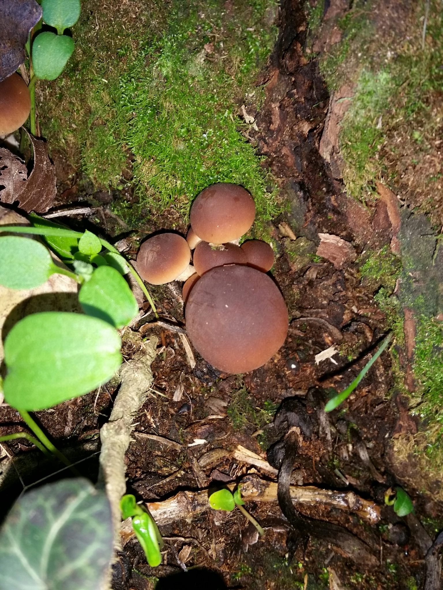 Agrocybe cylindracea image