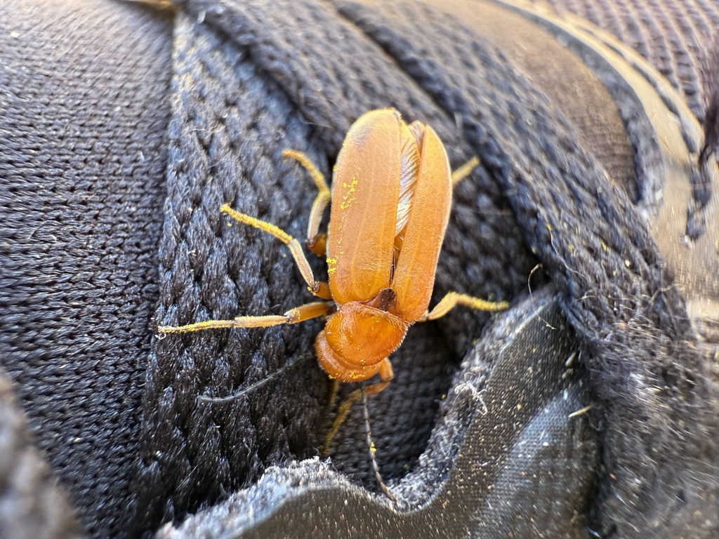 Nemognatha lurida lurida