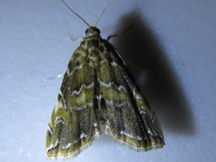Elophila turbata