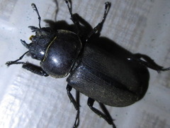 Dorcus rectus rectus