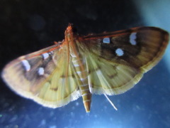 Cotachena