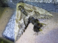 Dudusa sphingiformis