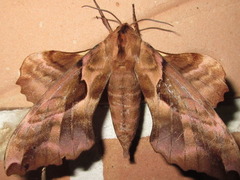 Phyllosphingia dissimilis