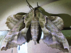 Phyllosphingia dissimilis
