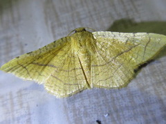 Striglina fixseni