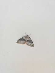 Entephria cyanata
