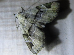 Aventiola pusilla