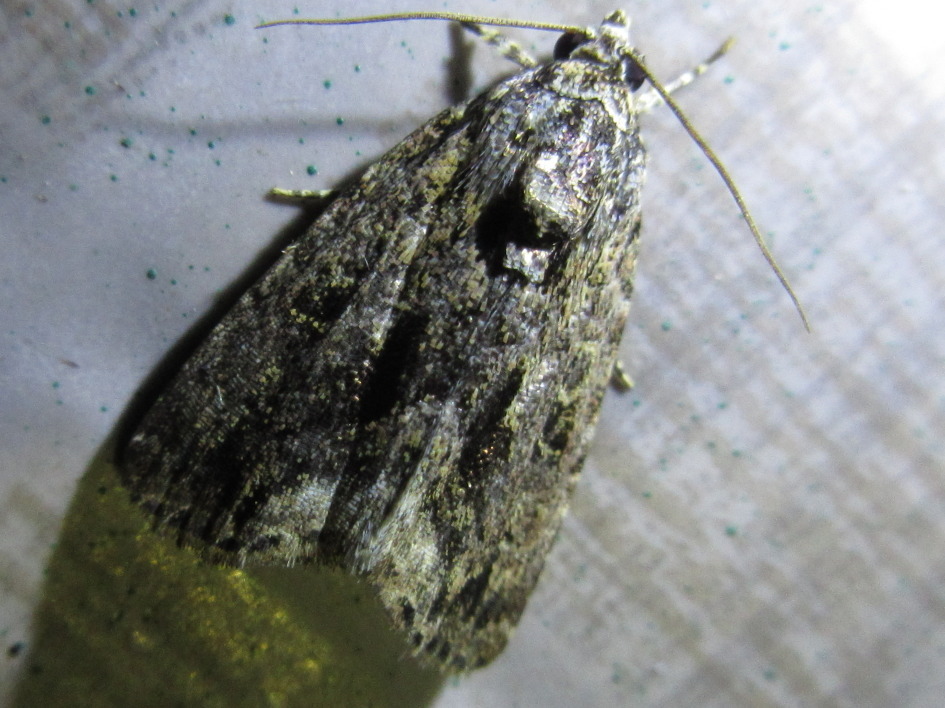 Iambia transversa