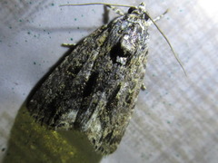 Iambia transversa