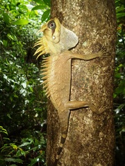 Acanthosaura nataliae