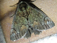 Dindica virescens