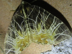 Evecliptopera illitata