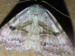 Perynea subrosea