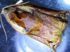 Archips oporana