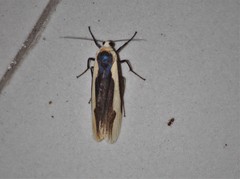 Monosyntaxis affinis