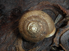 Vespericola armigera