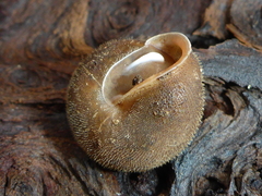 Vespericola armigera