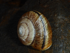 Helminthoglypta exarata