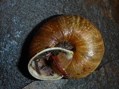 Helminthoglypta exarata