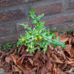 Senecio vulgaris