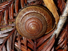 Helminthoglypta arrosa