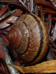 Helminthoglypta arrosa