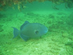 Pseudobalistes fuscus