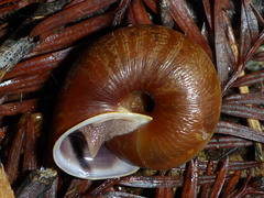 Helminthoglypta arrosa