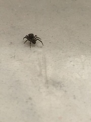 Pseudeuophrys lanigera