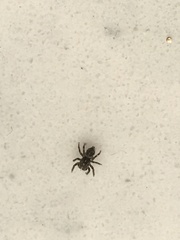 Pseudeuophrys lanigera