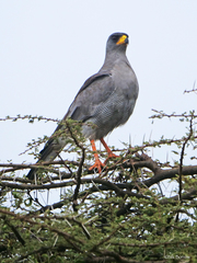 Melierax poliopterus