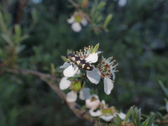 Castiarina decemmaculata